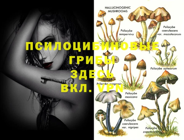 прущие грибы Баксан